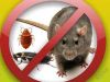 Уничтожение насекомых и грызунов в Нижнем Тагиле и области
